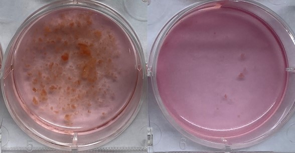 组织-2.jpg